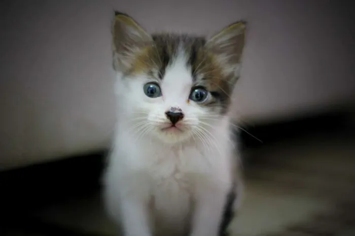 Gato ra a vira lata idade Abaixo de 2 meses nome Sem nome