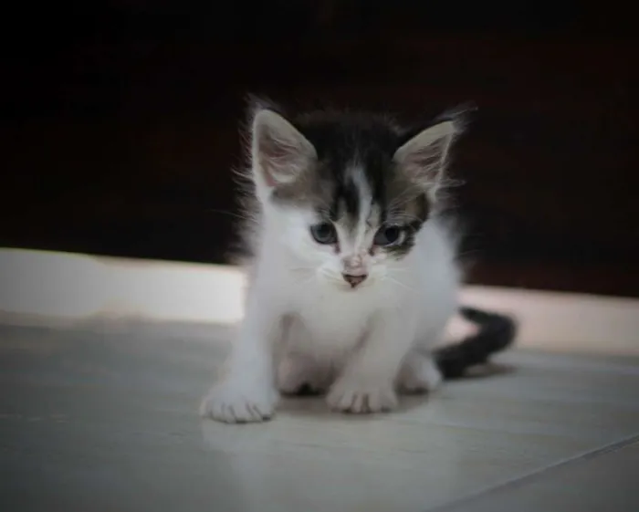 Gato ra a vira lata idade Abaixo de 2 meses nome Sem nome