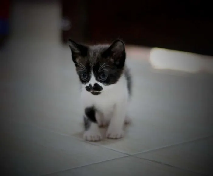 Gato ra a vira lata idade Abaixo de 2 meses nome Sem nome