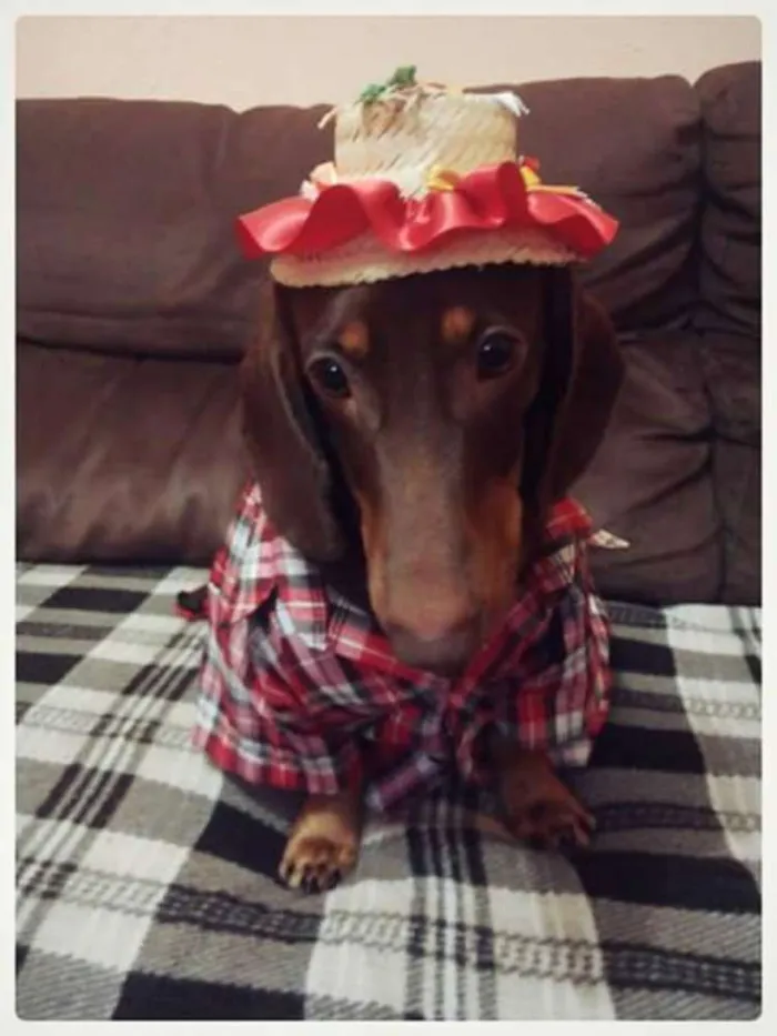Cachorro ra a Basset-Cofap idade 7 a 11 meses nome HULK