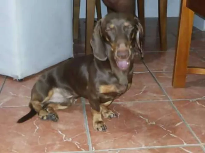 Cachorro ra a Basset-Cofap idade 7 a 11 meses nome HULK