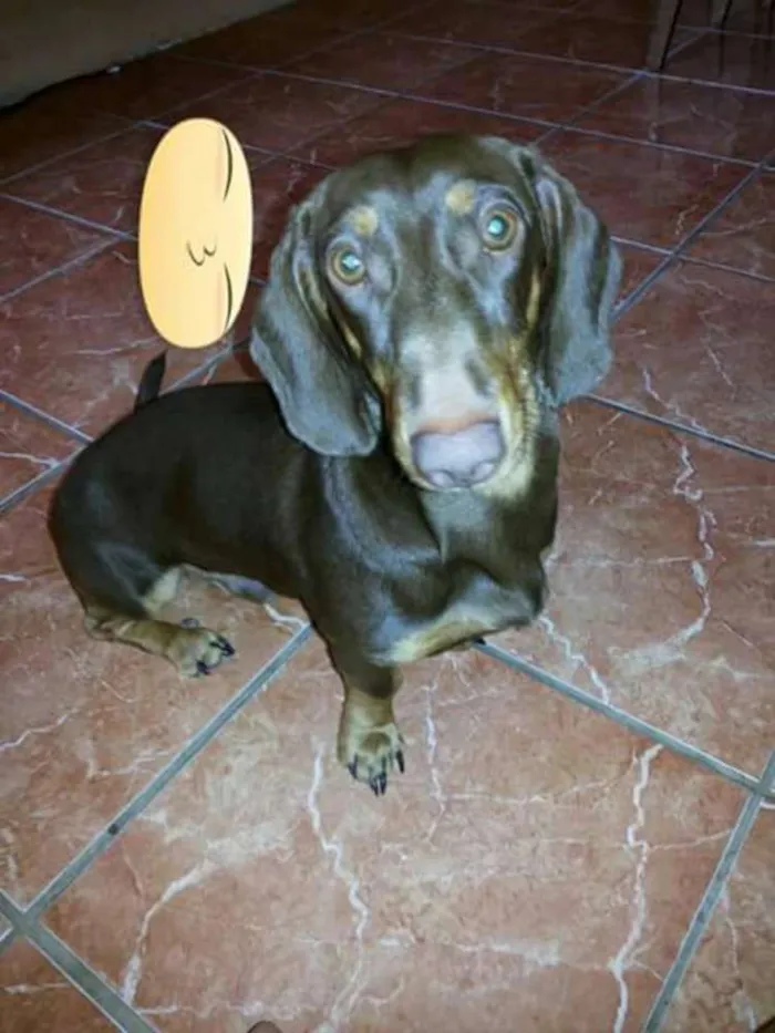 Cachorro ra a Basset-Cofap idade 7 a 11 meses nome HULK