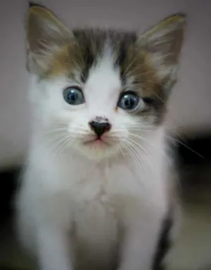 Gato raça vira lata idade Abaixo de 2 meses nome Sem nome