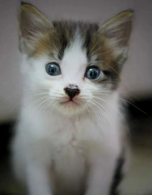 Gato ra a vira lata idade Abaixo de 2 meses nome Sem nome