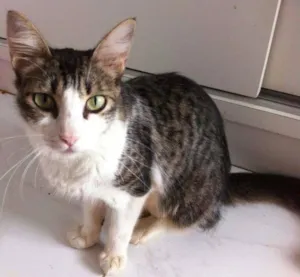 Gato raça SRD idade 2 anos nome Amélie