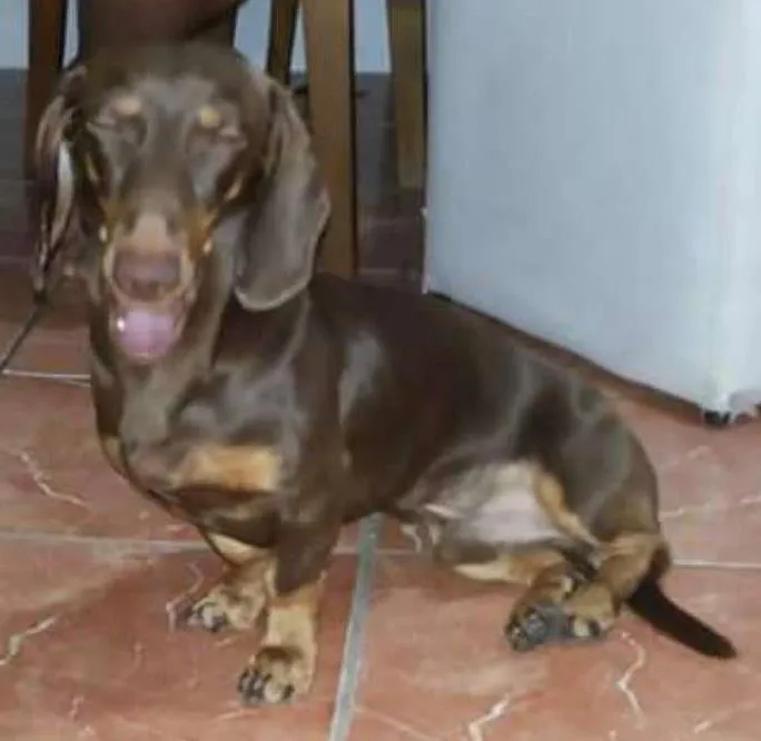 Cachorro ra a Basset-Cofap idade 7 a 11 meses nome HULK