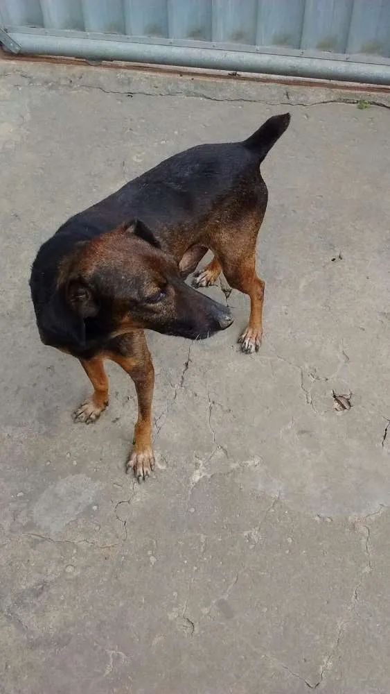 Cachorro ra a pincher 5 e vira lata misturada idade 3 anos nome dobro e luma