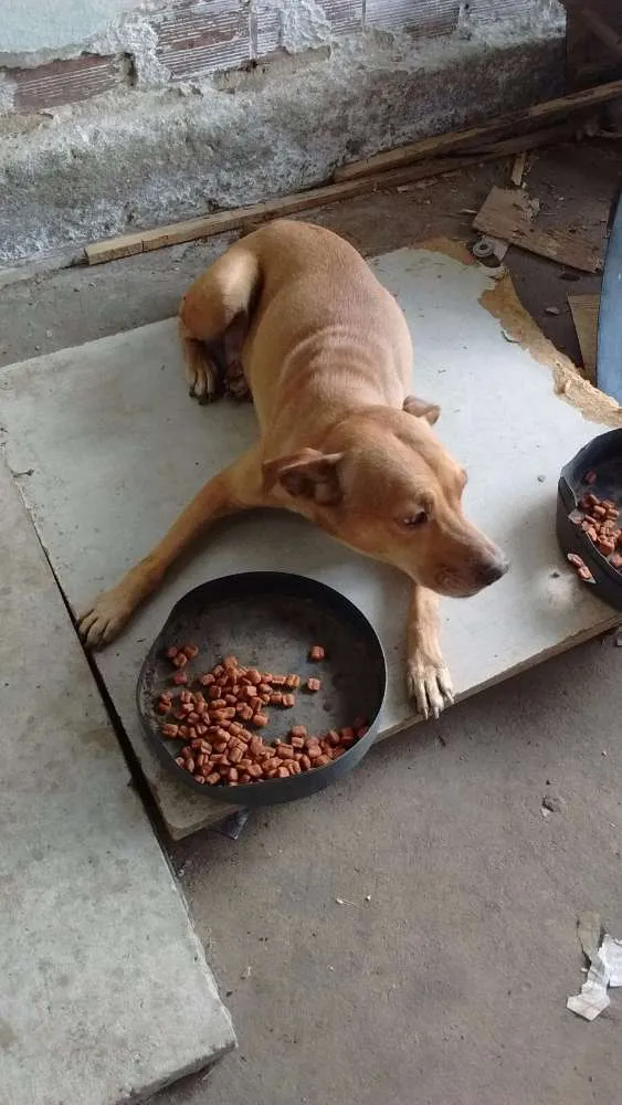 Cachorro ra a pincher 5 e vira lata misturada idade 3 anos nome dobro e luma