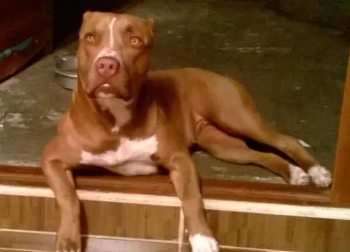 Cachorro ra a Pit-Bull idade 3 anos nome Ira