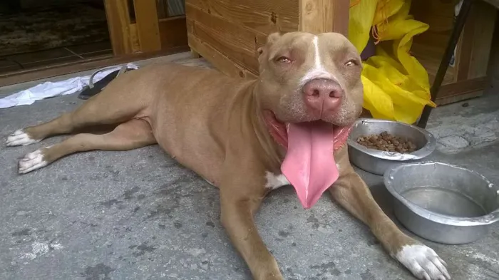 Cachorro ra a Pit-Bull idade 3 anos nome Ira