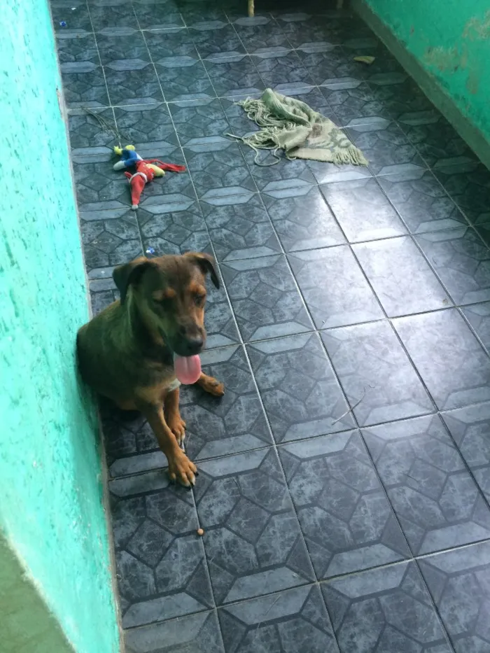 Cachorro ra a Vira-Lata idade 7 a 11 meses nome Jake