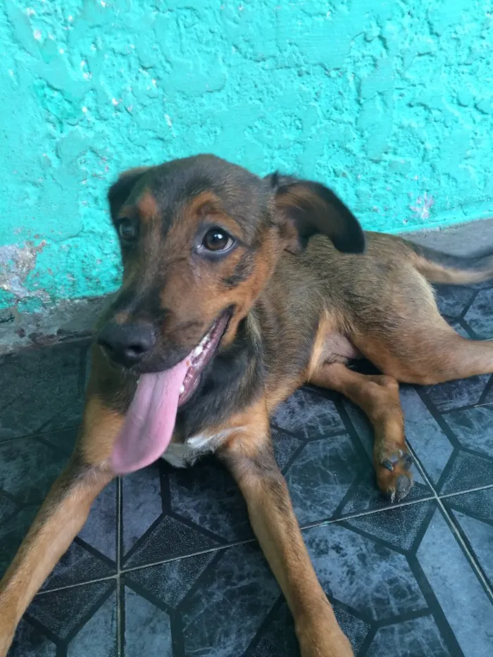 Cachorro ra a Vira-Lata idade 7 a 11 meses nome Jake