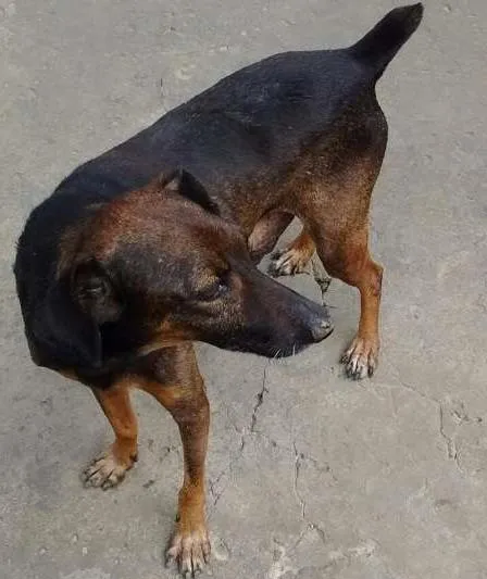 Cachorro ra a pincher 5 e vira lata misturada idade 3 anos nome dobro e luma