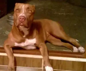 Cachorro raça Pit-Bull idade 3 anos nome Ira