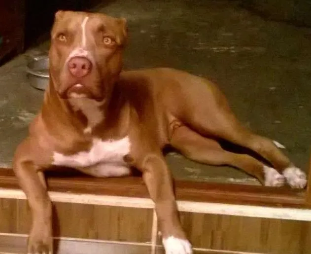 Cachorro ra a Pit-Bull idade 3 anos nome Ira