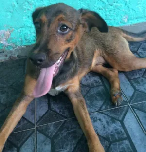 Cachorro raça Vira-Lata idade 7 a 11 meses nome Jake