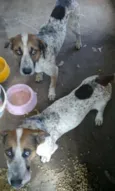 tico e teco