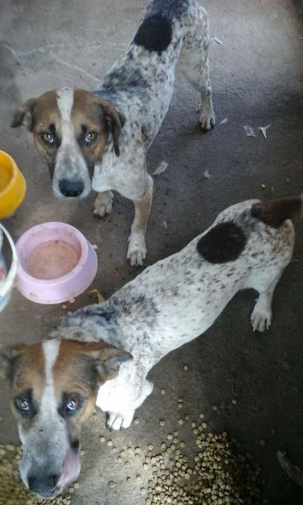 Cachorro raça vira lata idade 3 anos nome tico e teco