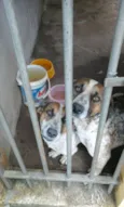 tico e teco
