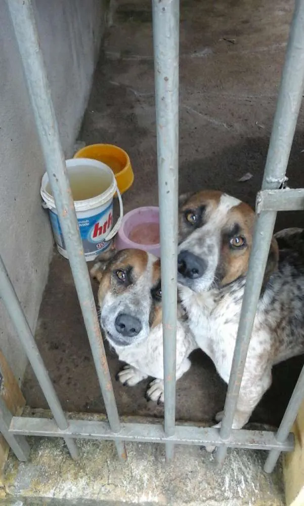 Cachorro raça vira lata idade 3 anos nome tico e teco