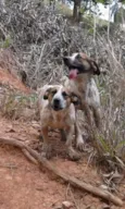 tico e teco