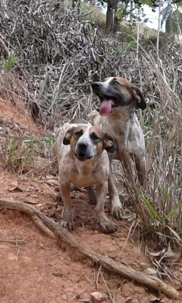Cachorro raça vira lata idade 3 anos nome tico e teco