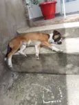 Bela