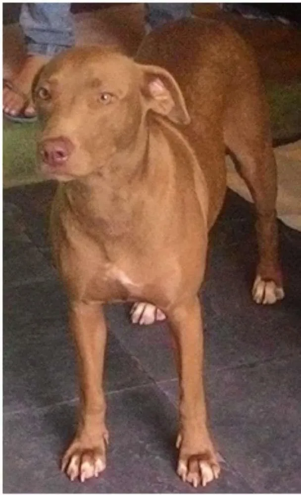 Cachorro raça SRD idade 2 anos nome Marrom