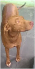 Marrom