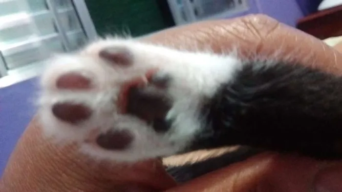 Gato ra a SRD idade Abaixo de 2 meses nome Sem nome