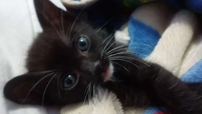 Gato ra a SRD idade Abaixo de 2 meses nome Sem nome