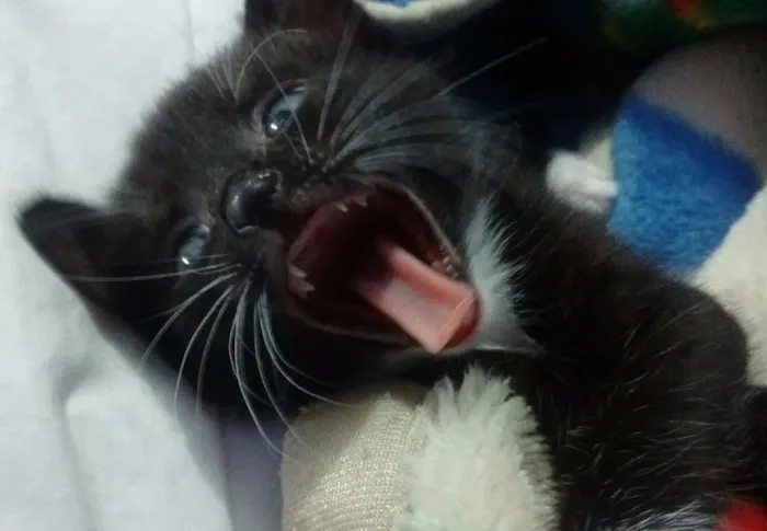 Gato ra a SRD idade Abaixo de 2 meses nome Sem nome
