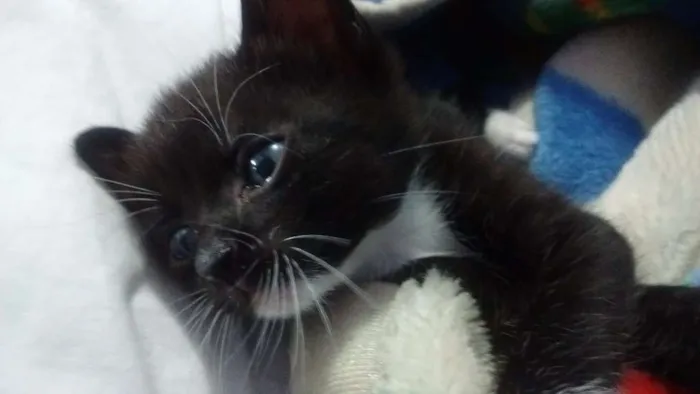 Gato ra a SRD idade Abaixo de 2 meses nome Sem nome
