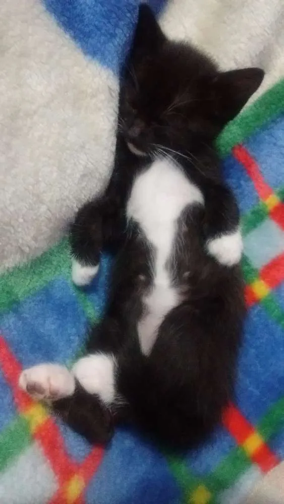Gato ra a SRD idade Abaixo de 2 meses nome Sem nome