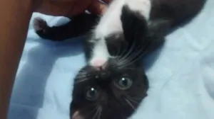 Gato raça SRD idade Abaixo de 2 meses nome Sem nome