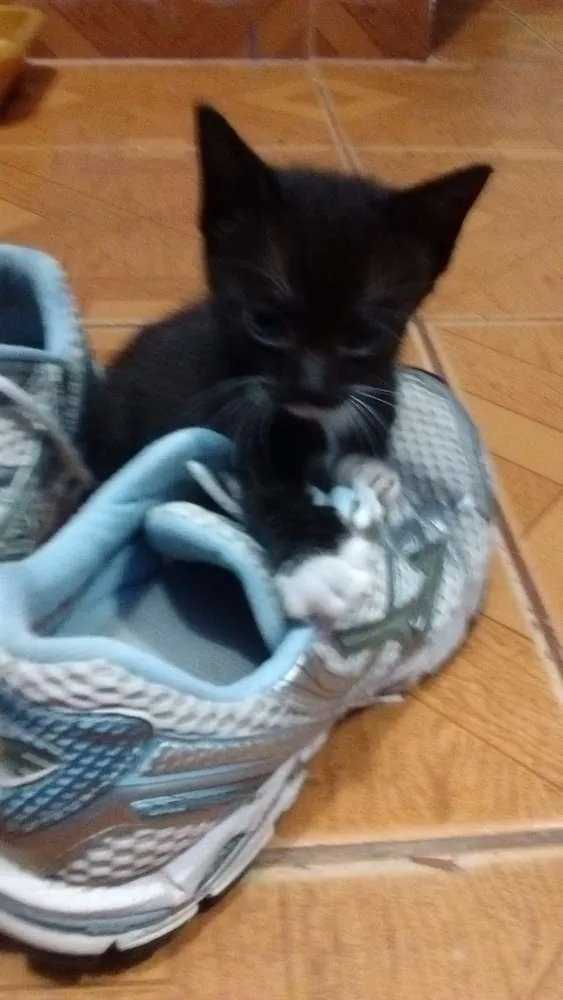 Gato ra a SRD idade Abaixo de 2 meses nome Sem nome