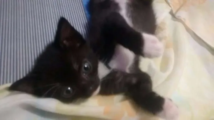 Gato ra a SRD idade Abaixo de 2 meses nome Sem nome