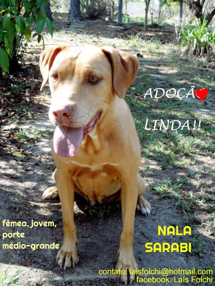 Cachorro ra a SRD idade 5 anos nome NALA SARABI