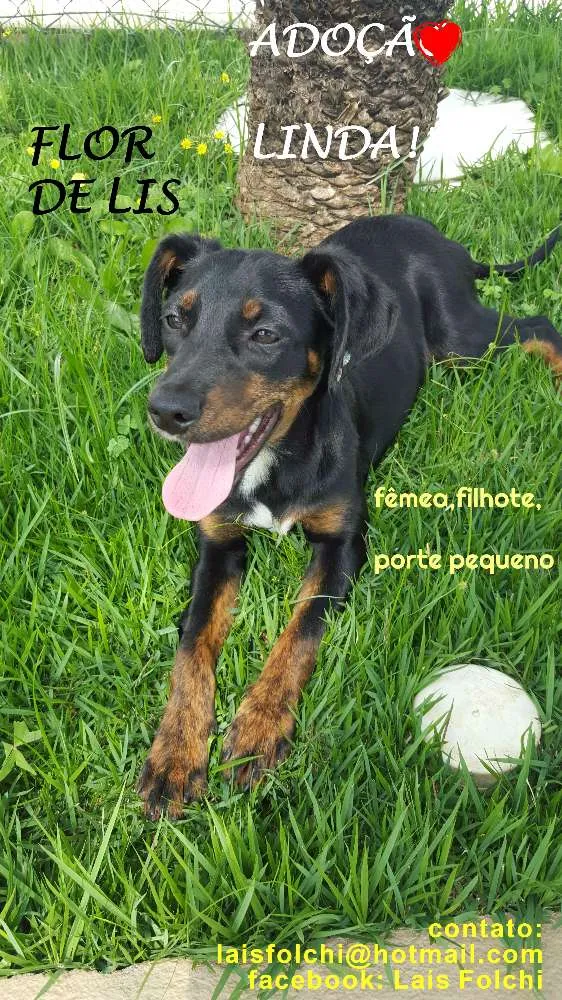 Cachorro ra a SRD idade 7 a 11 meses nome FLOR DE LIS