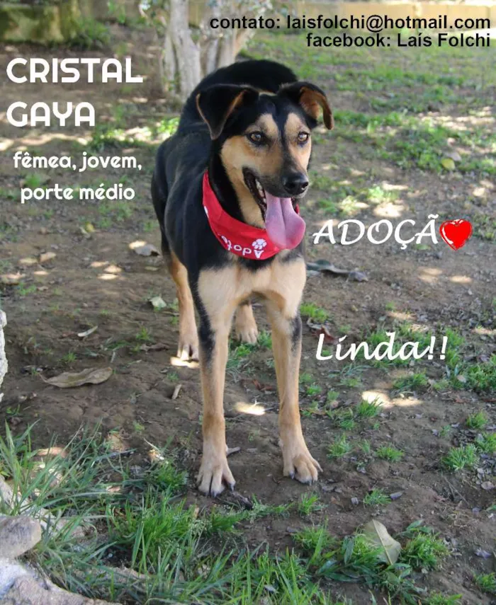 Cachorro ra a SRD idade 3 anos nome CRISTAL GAYA