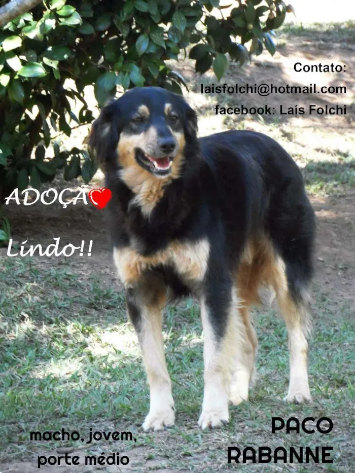 Cachorro ra a SRD idade 4 anos nome PACO RABANNE