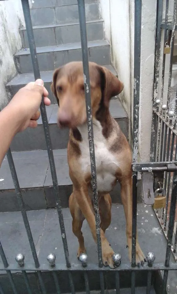 Cachorro ra a Não sei idade 3 anos nome Billy