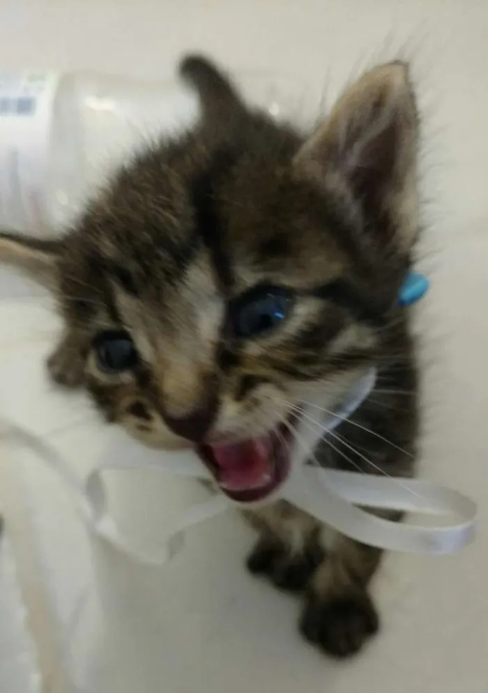 Gato ra a SRD idade Abaixo de 2 meses nome Não definido