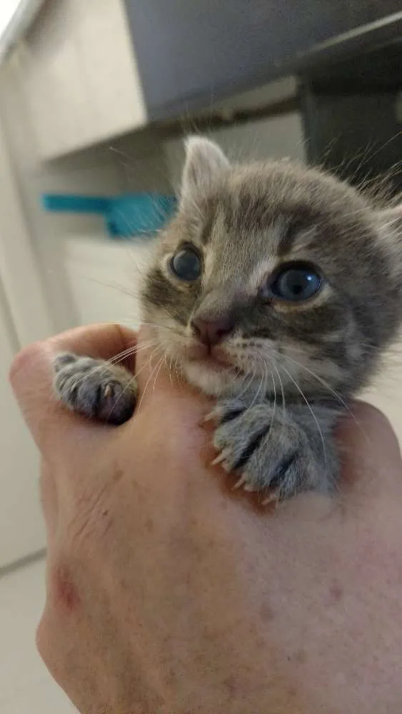 Gato ra a SRD idade Abaixo de 2 meses nome Não definido