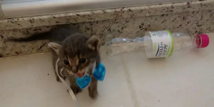 Gato ra a SRD idade Abaixo de 2 meses nome Não definido