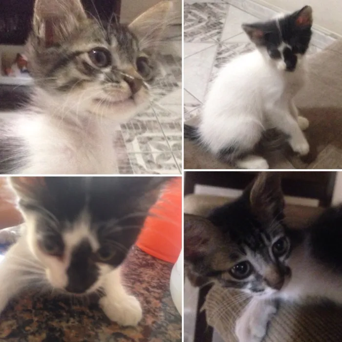 Gato raça SRD idade Abaixo de 2 meses nome Neve e Minty
