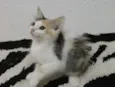 Nena