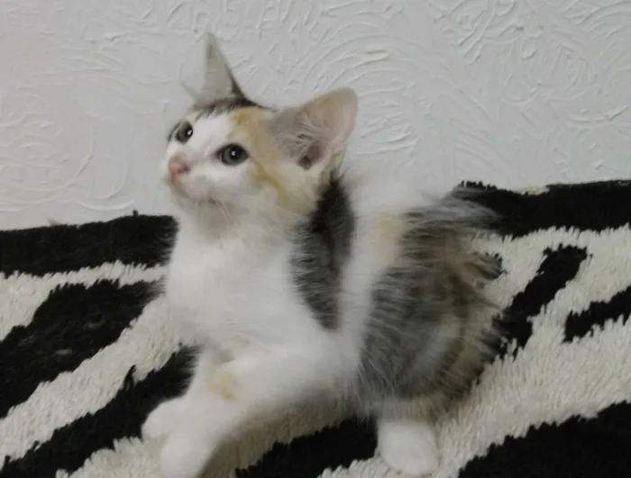 Gato ra a indefinida idade 2 a 6 meses nome Nena