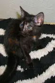 Nona