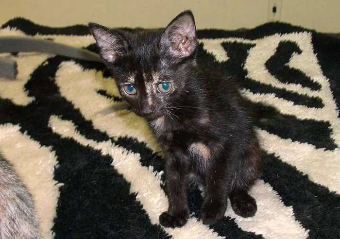 Gato ra a indefinida idade  nome Nona